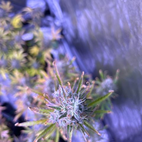 Grape Ape growlog timeline photo