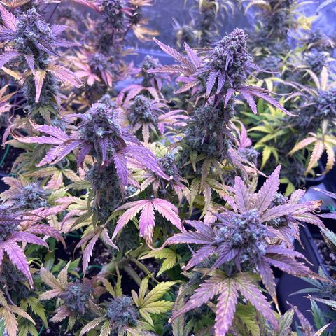 Wedding Cake Auto growlog timeline photo