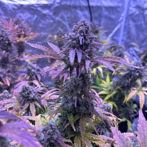 Wedding Cake Auto growlog timeline photo