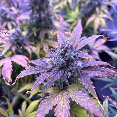 Wedding Cake Auto growlog timeline photo