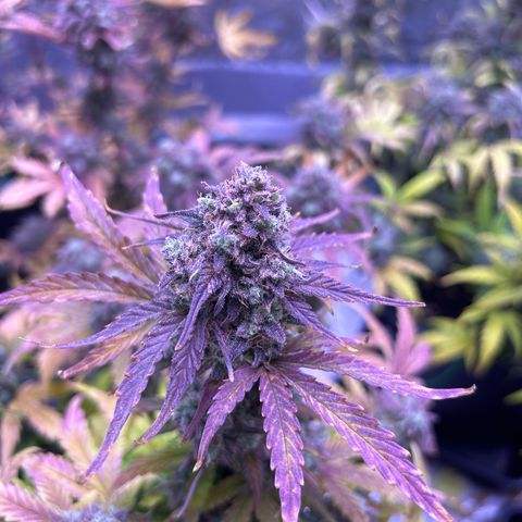 Wedding Cake Auto growlog timeline photo