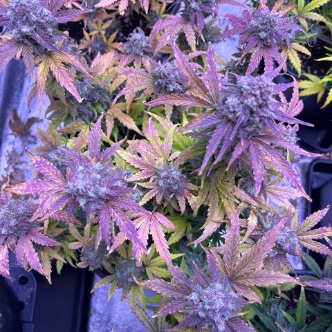 Wedding Cake Auto growlog timeline photo