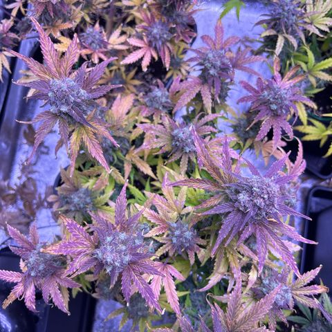 Wedding Cake Auto growlog timeline photo