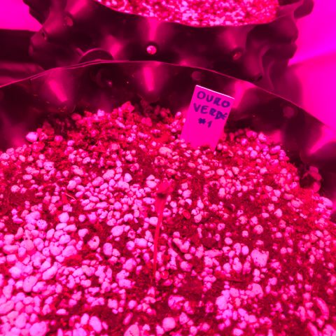 Ouro Verde #1 growlog timeline photo
