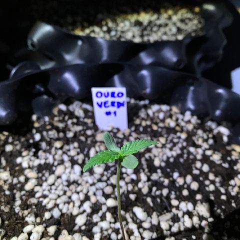 Ouro Verde #1 growlog timeline photo
