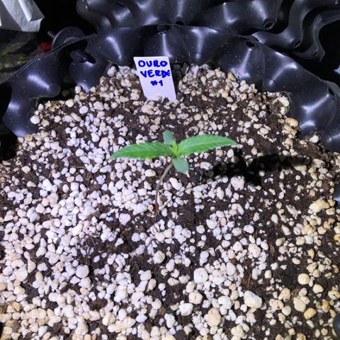 Ouro Verde #1 growlog timeline photo
