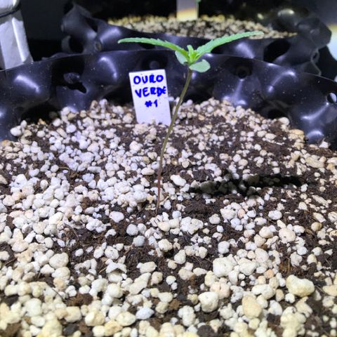 Ouro Verde #1 growlog timeline photo
