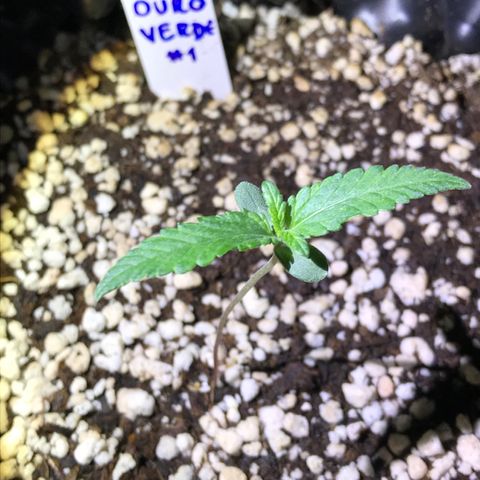 Ouro Verde #1 growlog timeline photo