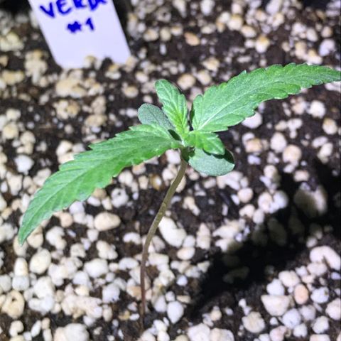 Ouro Verde #1 growlog timeline photo