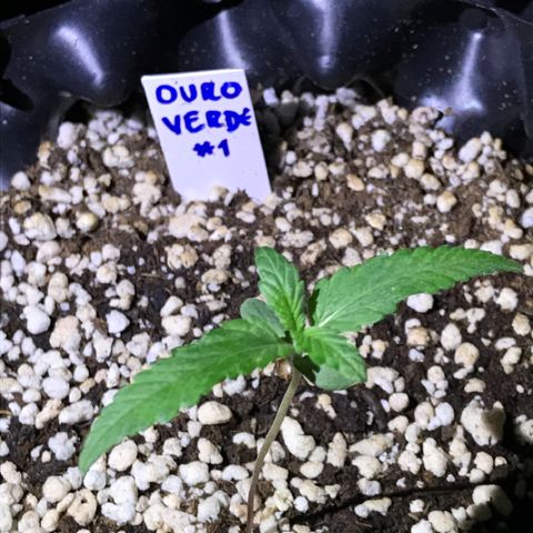Ouro Verde #1 growlog timeline photo