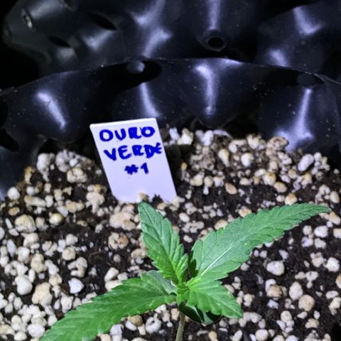 Ouro Verde #1 growlog timeline photo