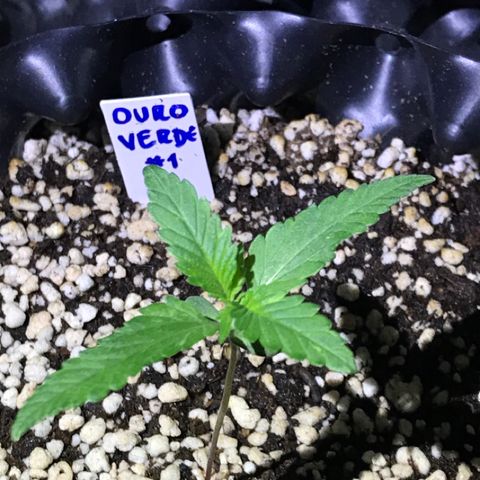 Ouro Verde #1 growlog timeline photo