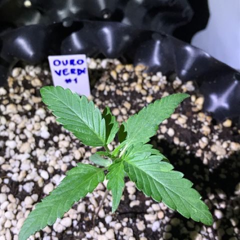 Ouro Verde #1 growlog timeline photo