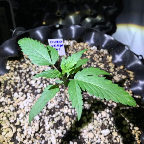 Ouro Verde #1 growlog timeline photo