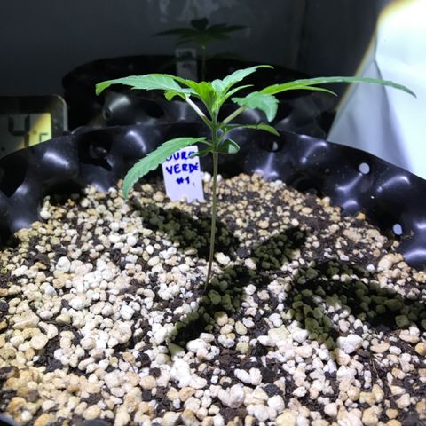 Ouro Verde #1 growlog timeline photo