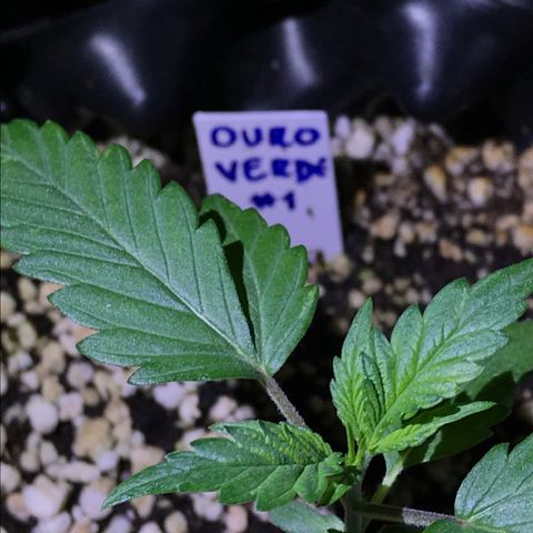 Ouro Verde #1 growlog timeline photo