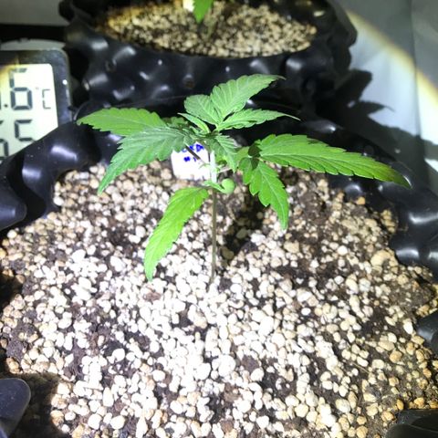 Ouro Verde #1 growlog timeline photo