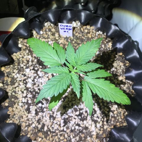 Ouro Verde #1 growlog timeline photo