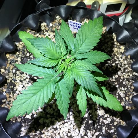 Ouro Verde #1 growlog timeline photo