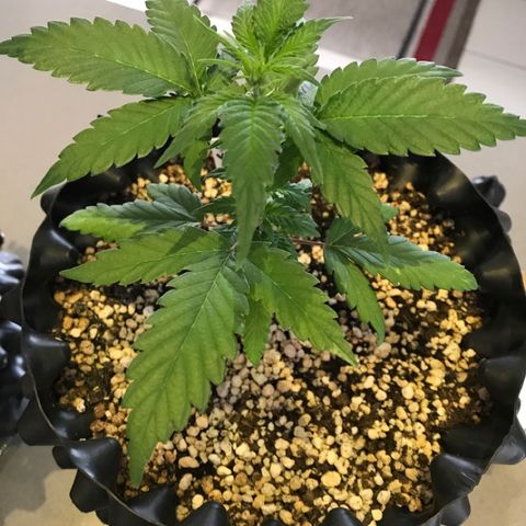 Ouro Verde #1 growlog timeline photo