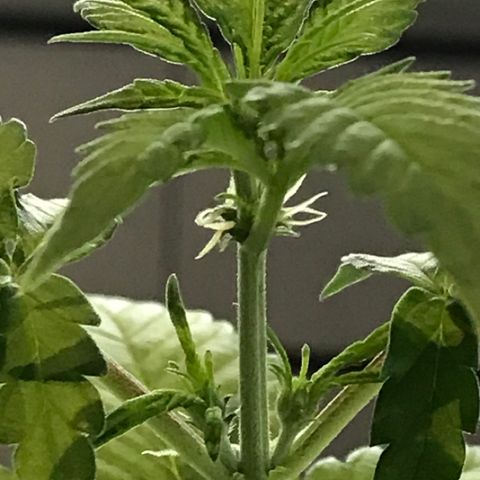 Ouro Verde #1 growlog timeline photo