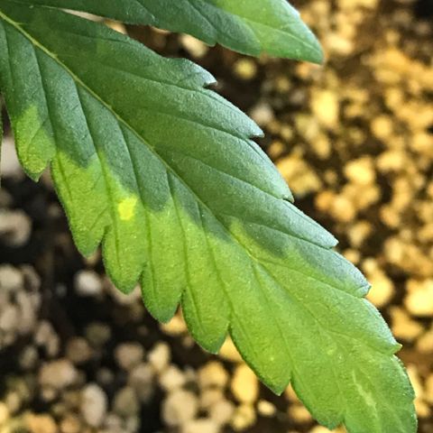 Ouro Verde #1 growlog timeline photo