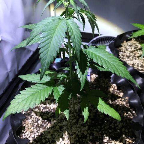 Ouro Verde #1 growlog timeline photo