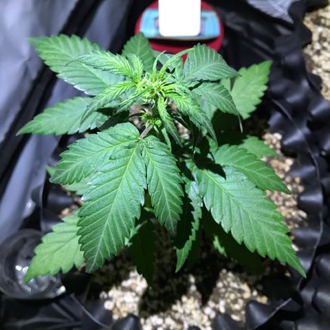 Ouro Verde #1 growlog timeline photo