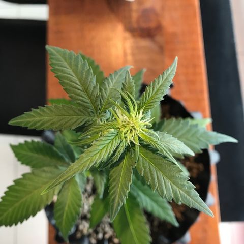 Ouro Verde #1 growlog timeline photo