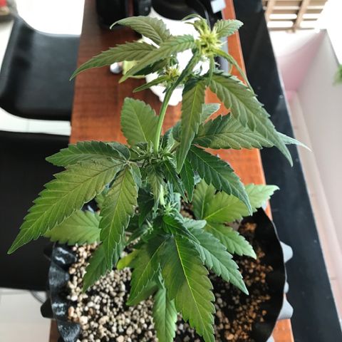 Ouro Verde #1 growlog timeline photo