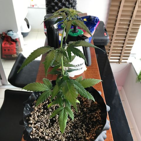 Ouro Verde #1 growlog timeline photo