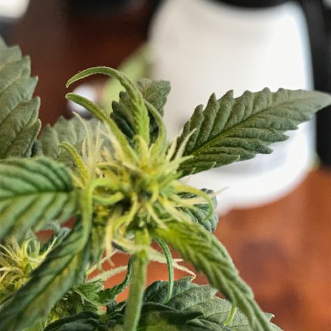 Ouro Verde #1 growlog timeline photo