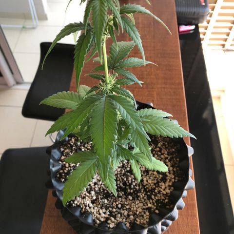 Ouro Verde #1 growlog timeline photo