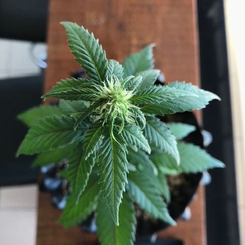 Ouro Verde #1 growlog timeline photo