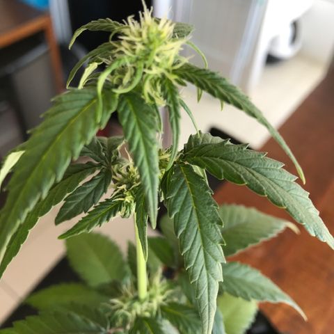 Ouro Verde #1 growlog timeline photo