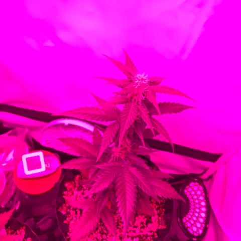 Ouro Verde #1 growlog timeline photo