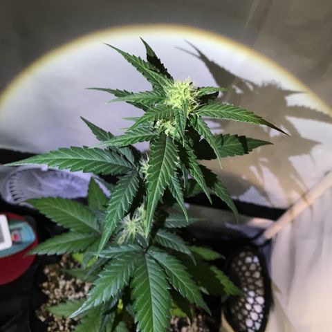 Ouro Verde #1 growlog timeline photo