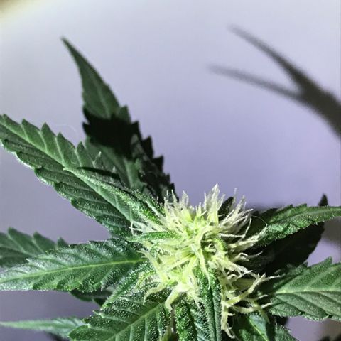 Ouro Verde #1 growlog timeline photo