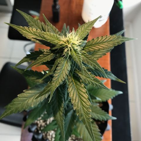 Ouro Verde #1 growlog timeline photo