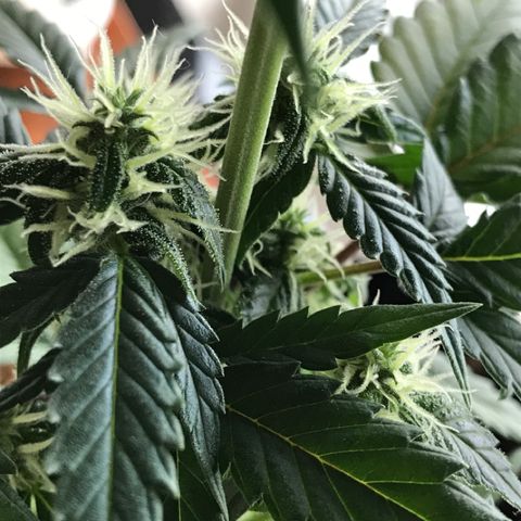 Ouro Verde #1 growlog timeline photo