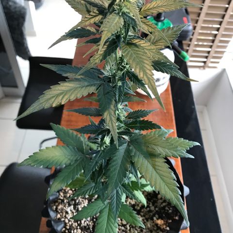 Ouro Verde #1 growlog timeline photo