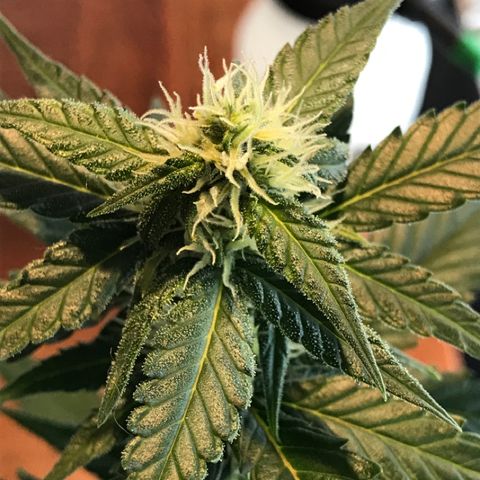 Ouro Verde #1 growlog timeline photo