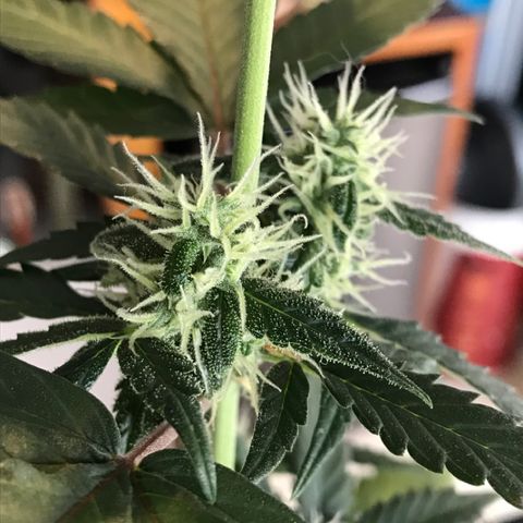 Ouro Verde #1 growlog timeline photo