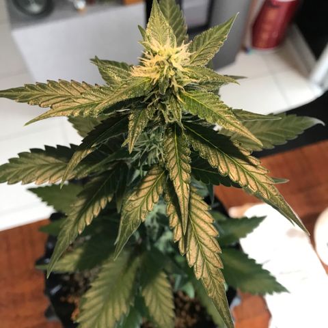 Ouro Verde #1 growlog timeline photo