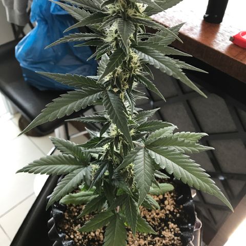 Ouro Verde #1 growlog timeline photo
