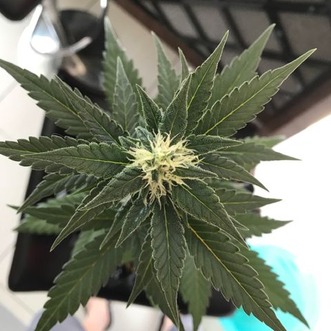 Ouro Verde #1 growlog timeline photo