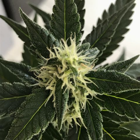 Ouro Verde #1 growlog timeline photo