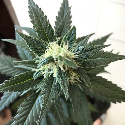Ouro Verde #1 growlog timeline photo