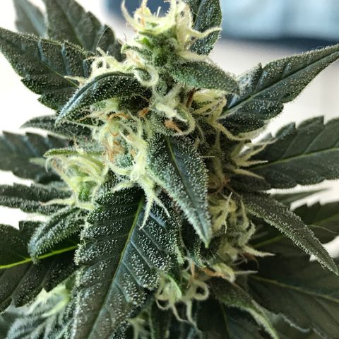 Ouro Verde #1 growlog timeline photo