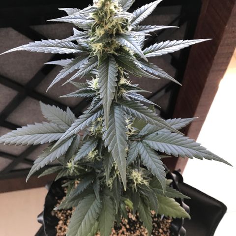 Ouro Verde #1 growlog timeline photo
